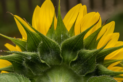 Sunflower2-5632.jpg