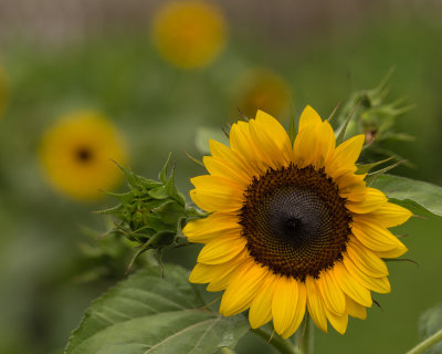 Sunflower1-5603.jpg