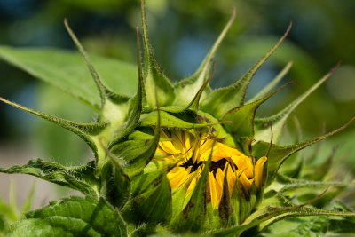 sunflower emerging like a creature-5557.jpg