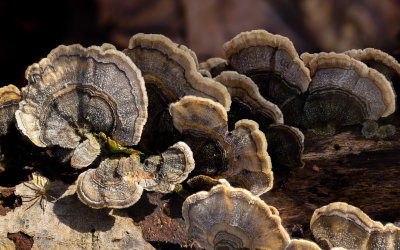 Macro 1-4564.jpg