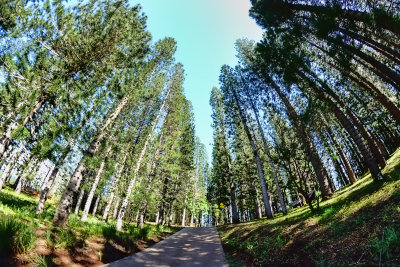 Norfolk Island Pine Trees (taken on 02/16/2017)