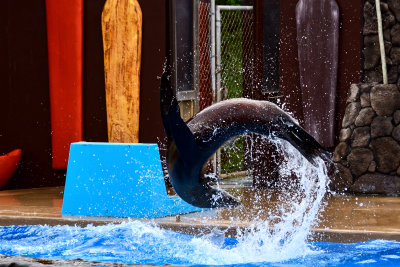 Sea Lion doing the flip (Dec. 16, 2017)