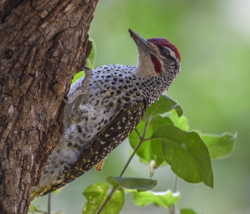 Birds of Kenya