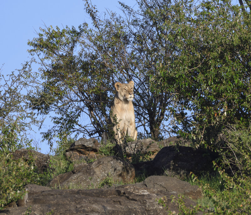 Mammals of Kenya