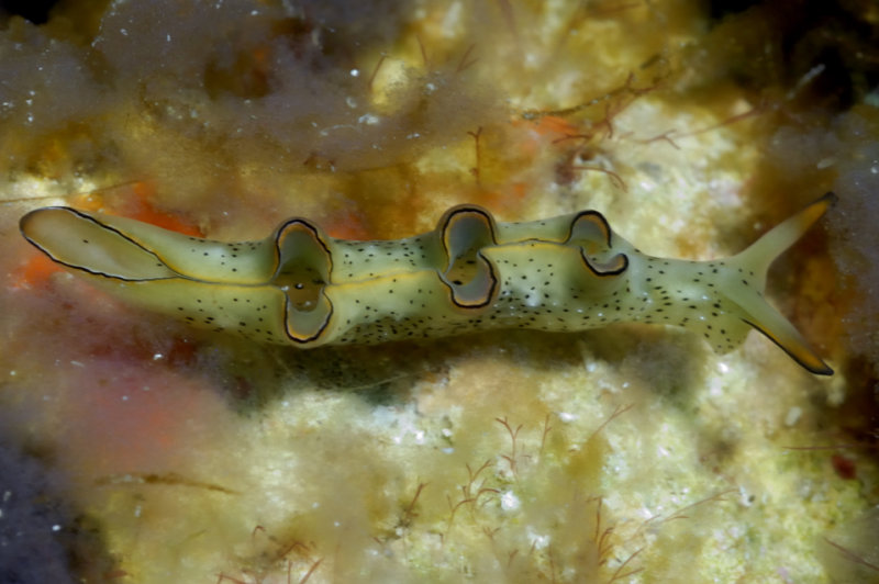Diving around Sambawa Island Indonesia