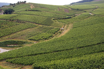 Rudesheim- Rheingau Vineyard