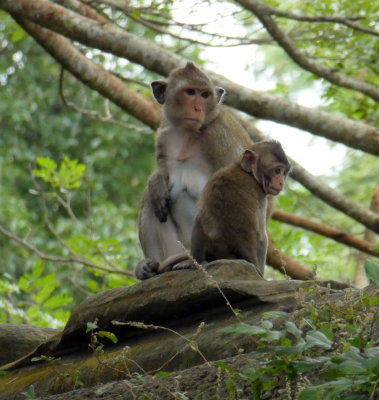 Angkor Wat Temple - Wild Monkeys