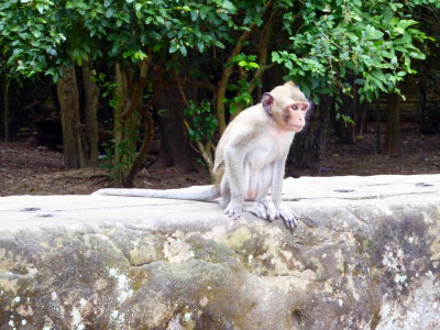 Angkor Wat Temple - Wild Monkeys