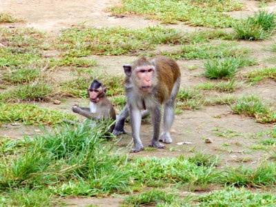 Angkor Wat Temple - Wild Monkeys