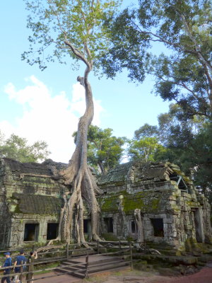 Ta Prohm Temple - silk-cotton tree (Ceiba pentandra) or thitpok (Tetrameles nudiflora)