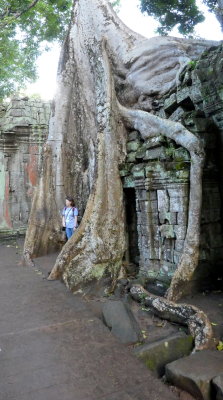 Ta Prohm Temple - silk-cotton tree (Ceiba pentandra) or thitpok (Tetrameles nudiflora)