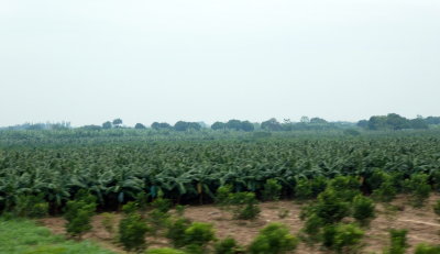 Driving to Ha Long Bay - leaving Hanoi - banana plantation