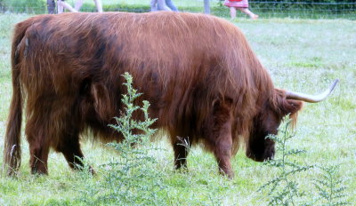 Marie Antoinette Estate - Highland cow