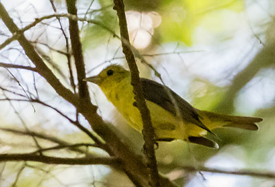 Female tanager