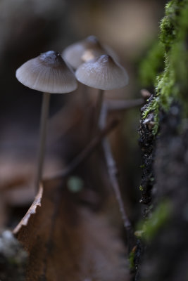 DSCF0608.jpg