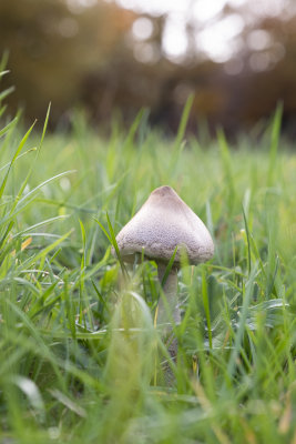 DSCF5235.jpg