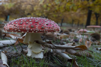 DSCF5316.jpg