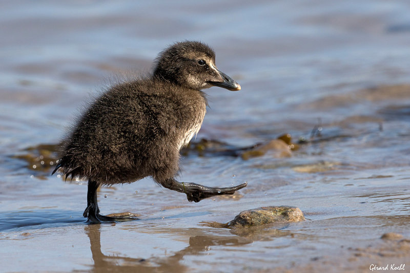 Jeune eider