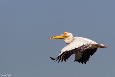 Plican blanc