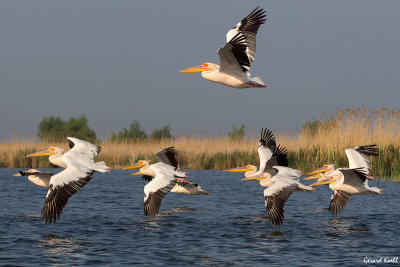 Plicans blancs