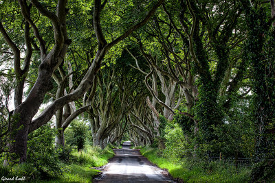 The Dark Hedges