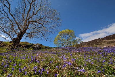 Isle of Mull