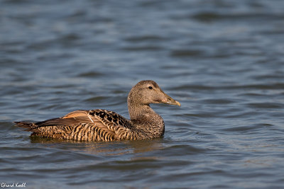 Eider femelle