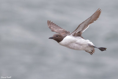 Guillemot