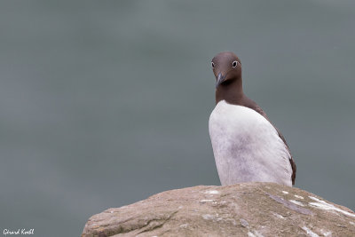 Guillemot