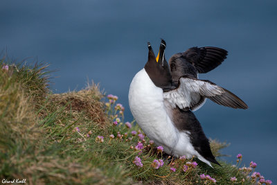 Pingouin torda