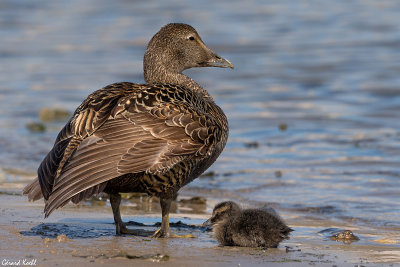 Eider femelle avec son petit