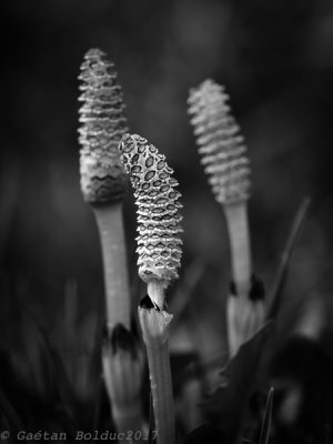 Jeunes pousses de prle_Young horsetail shoots