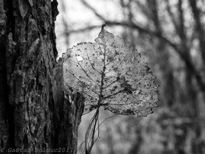 Feuille transparente NB_Transparent leave B&W