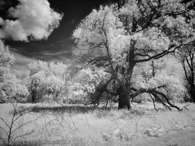 Iles de Boucherville Infra Rouge-Infra Red 