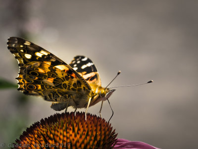 Papillon belle dame_Painted lady butterfly