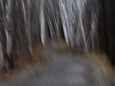 Abstrait dans la fort de bouleaux_Abstract in the birch forest