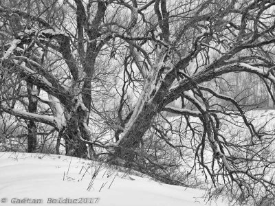 Arbre d'hive_Winter Tree