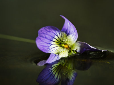 Violet reflection on water