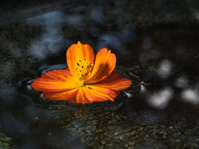 Wild flower floating on the water