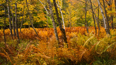 Field of fern in autumn colour