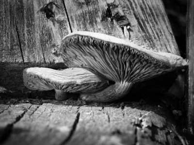 P9070364_Champignon_PJ_NB.jpeg