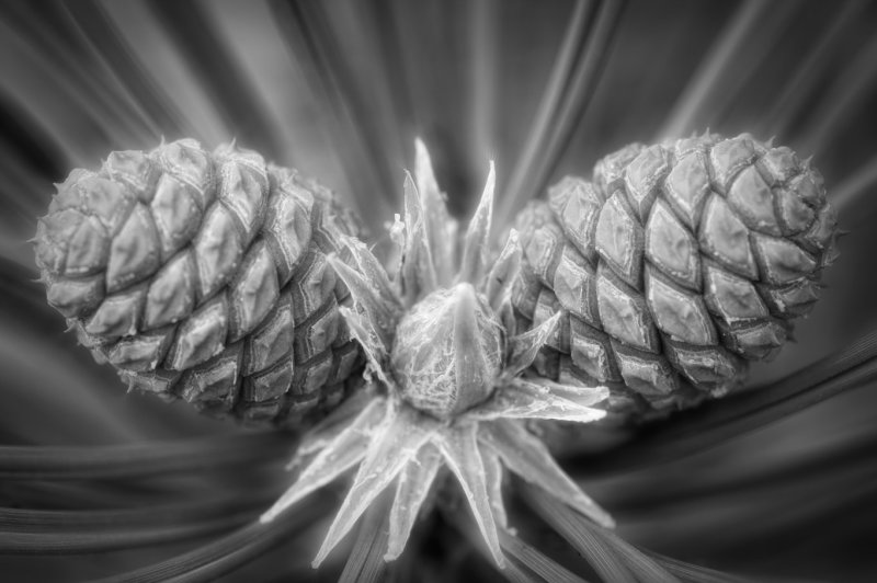 Pine Cone