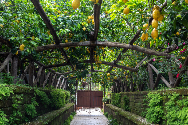 Lemon Orchard - Sorrento