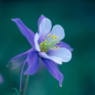 Columbine