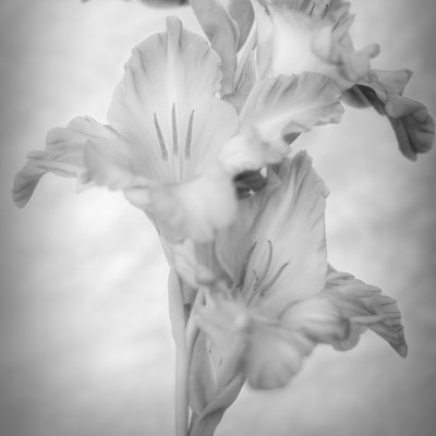 Gladiolus