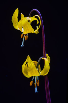 Colorado Wild Flowers