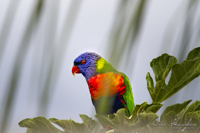 Lorikeet