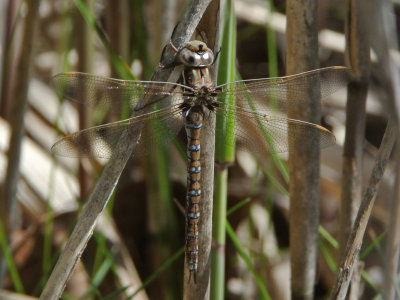 Springtime Darner  (Basiaeschna janata ) female