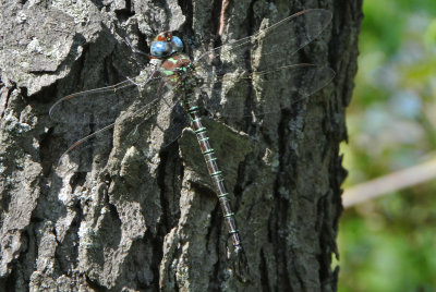 Swamp Darner (Epiaeschna heros ) male