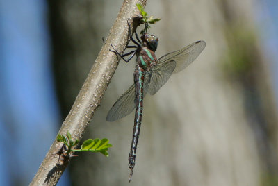 Swamp Darner (Epiaeschna heros ) female